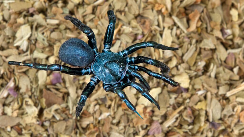 araña de tela en embudo de Sydney