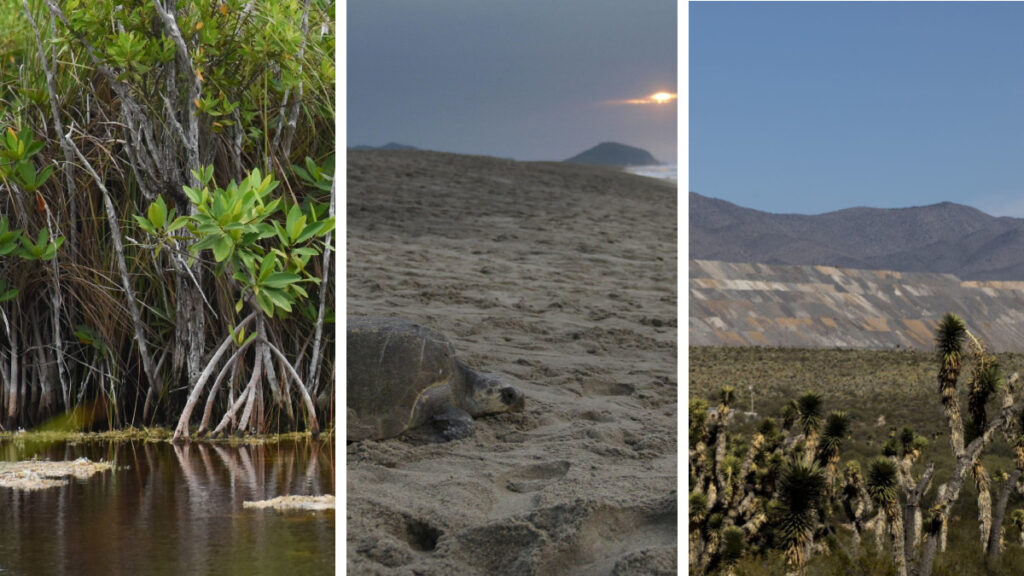 Conservación de tortugas y garantizar el agua: México declara 20 nuevas áreas naturales protegidas