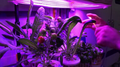 astronautas vegetales espacio