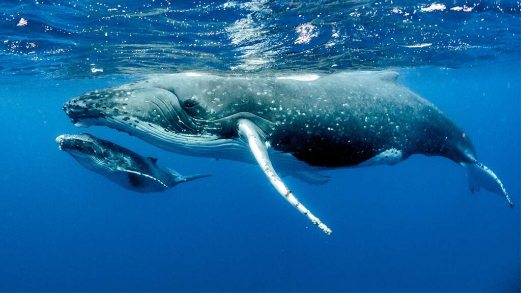 ballenas espiral