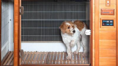 Cajas secadoras para perros, el curioso producto viral en redes, ¿funcionan y cuánto cuestan?