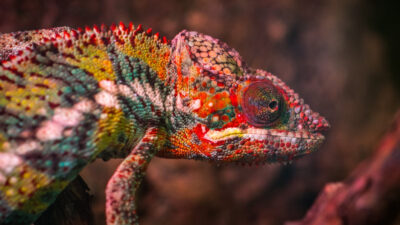 Mira a este camaleón estallar en color 'como si pronunciara sus últimas palabras' en sus últimos momentos antes de morir