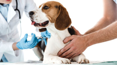 Can Fest: atención médica gratuita para tu mascota te decimos dónde y cuándo