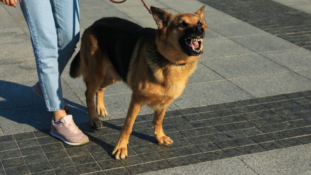 CDMX: mujeres ordenan a su perro atacar a lomitos de la calle en Iztapalapa; video