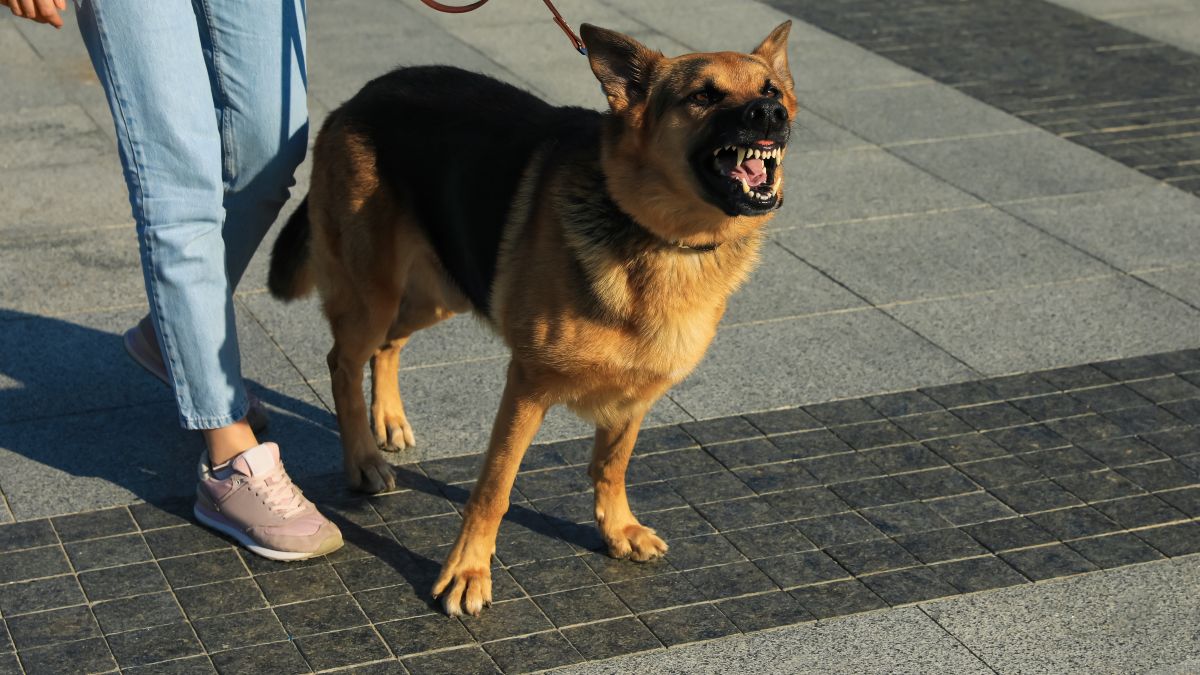 “¡Muérdelo!”: mujeres ordenan a su perro atacar a lomitos de la calle en Iztapalapa; video indigna en redes