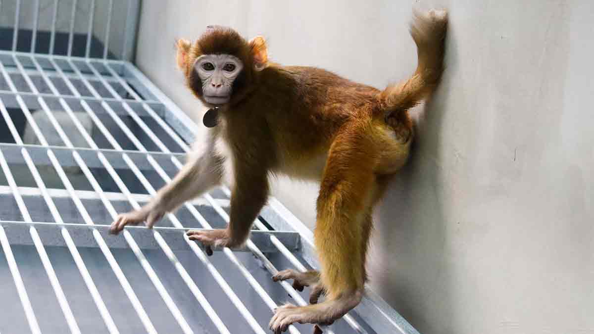 Clonación de mono en China, ¿hay riesgos para la humanidad ?