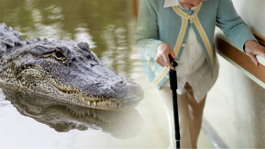 Caimán ataca a mujer en asilo de EU foto de caiman y una anciana adulta mayor o abuelita