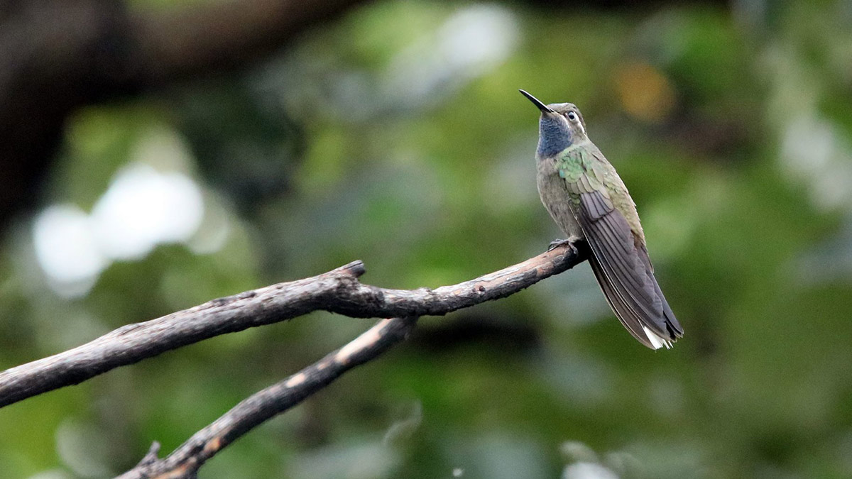 “Adopta un colibrí”ofrece información fidedigna sobre el cuidado de estas aves