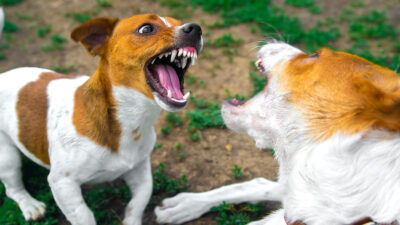 Cómo evitar que mi perro sea agresivo con otros perros