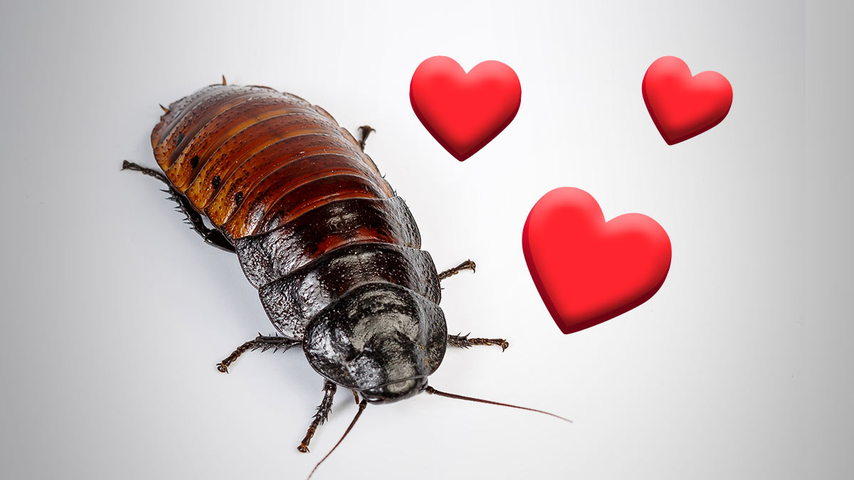 “Ponle el nombre de tu ex a una cucaracha”, la iniciativa de varios zoológicos para San Valentín