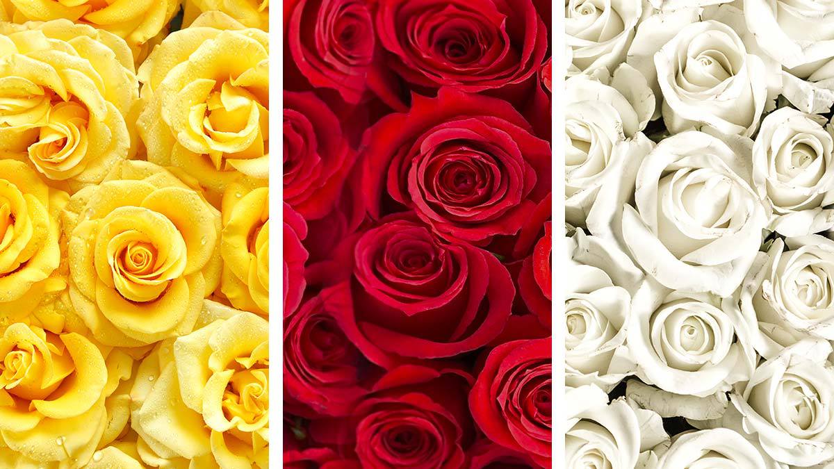 ¿Qué significa el color de las rosas?