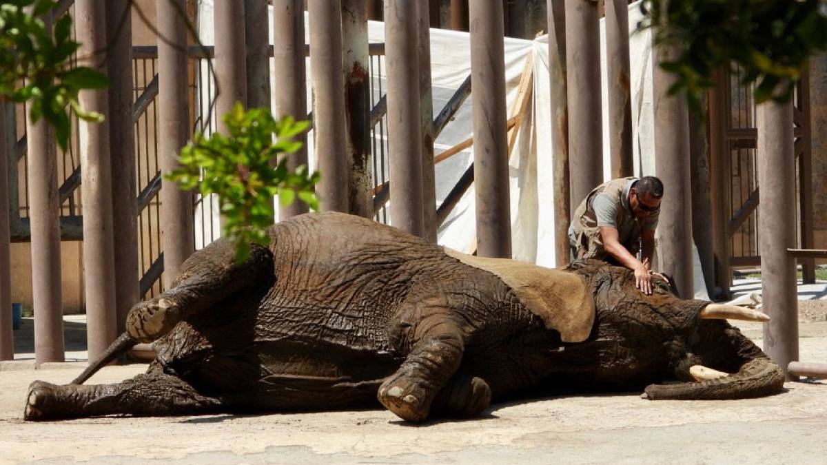 Salvan a jirafa Benito y van al rescate de elefanta Ely, la más triste del mundo