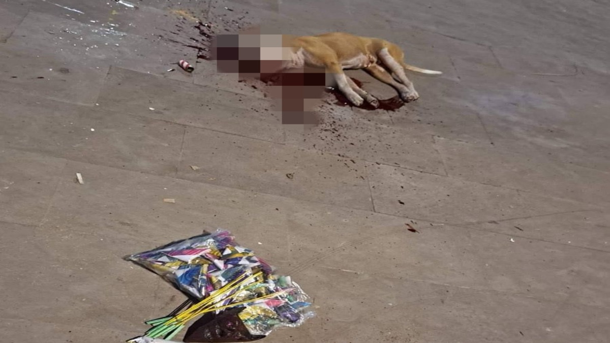 ¿Dónde está lo divertido? Niños colocan pirotecnia en cabeza de perro y lo matan en San Luis Potosí