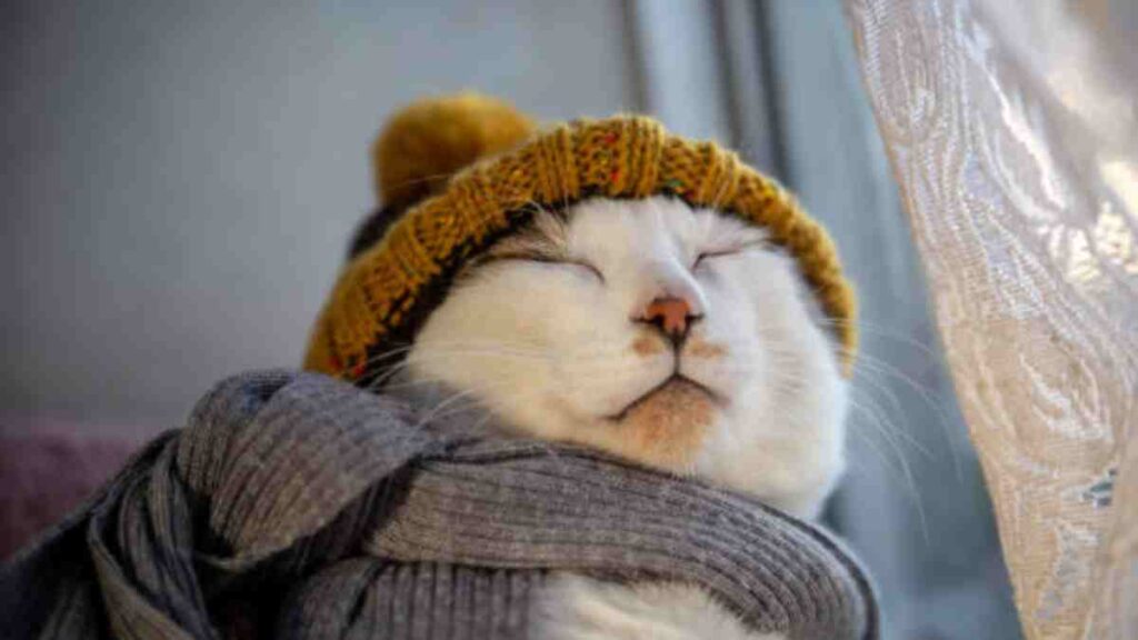 ¿Cómo saber si un gato tiene frío?