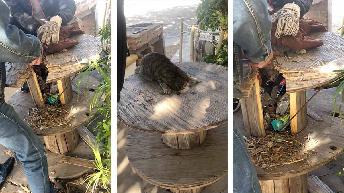 Gato mete la cabeza en un carrete de madera y se queda atorado: Video