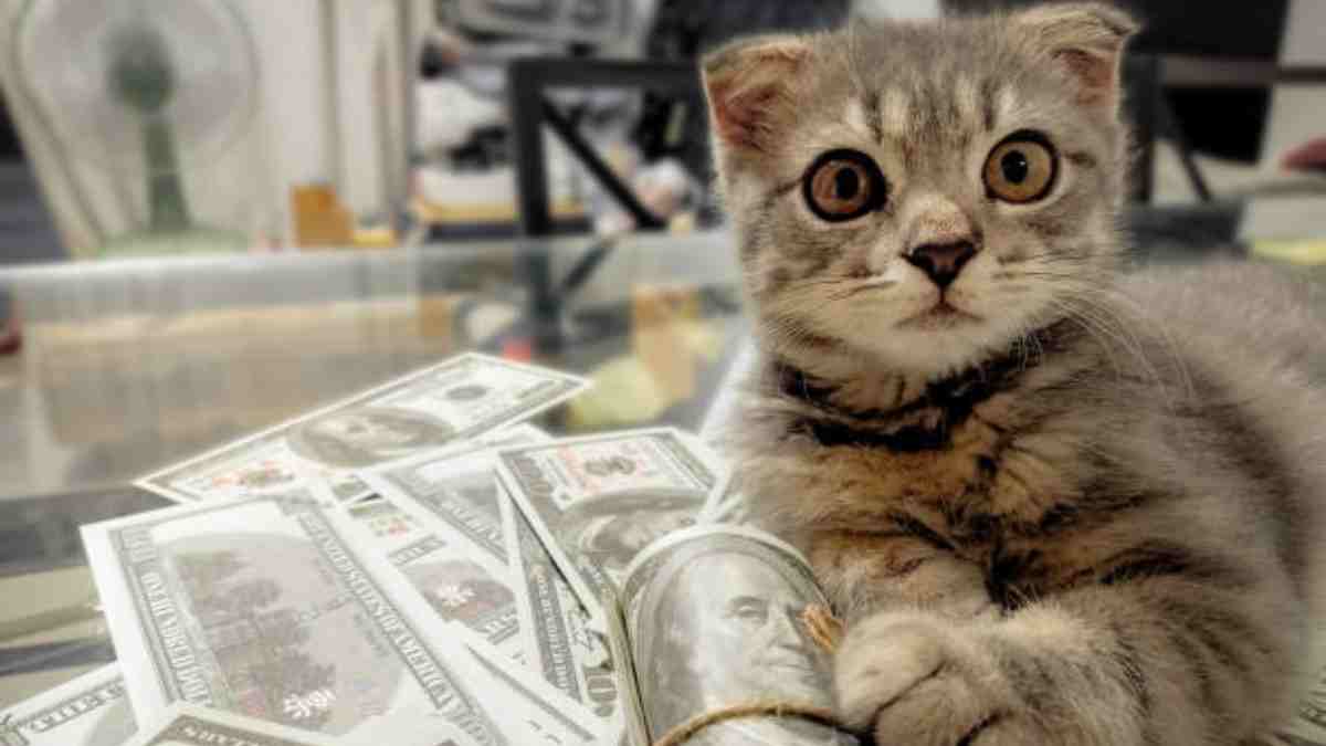 Estas son las mascotas más ricas del mundo; entre ellas está la gatita de Taylor Swift