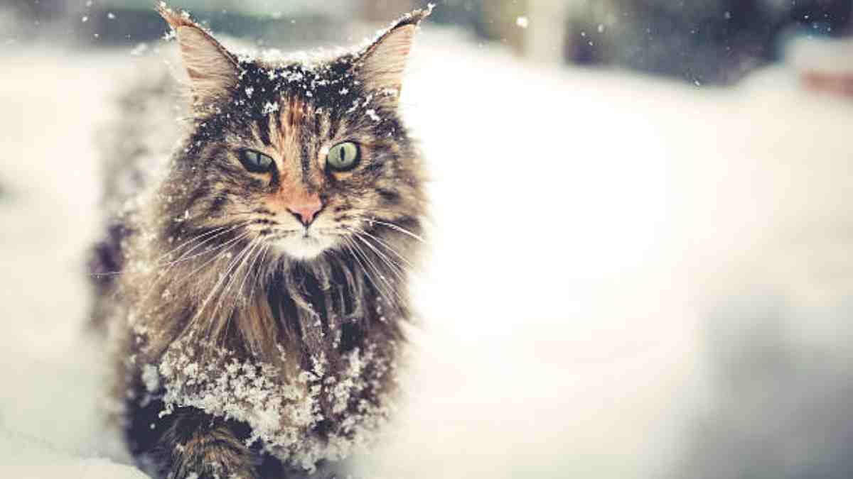 ¿Cómo saber si mi gato tiene frío?