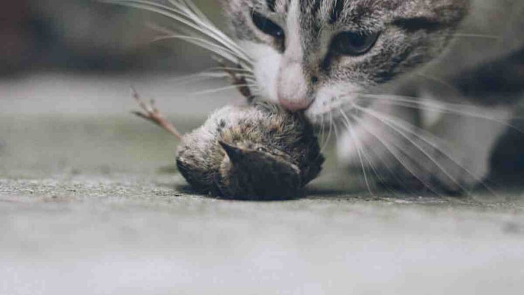 Por qué los gatos traen animales muertos a la casa