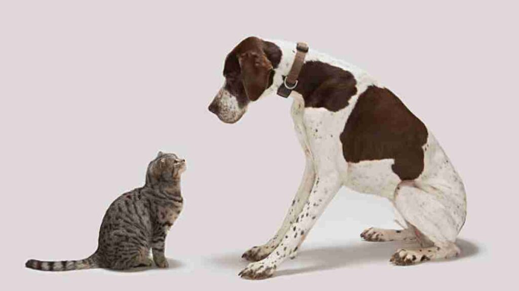 Perros o gatos: ¿Quiénes son más leales?