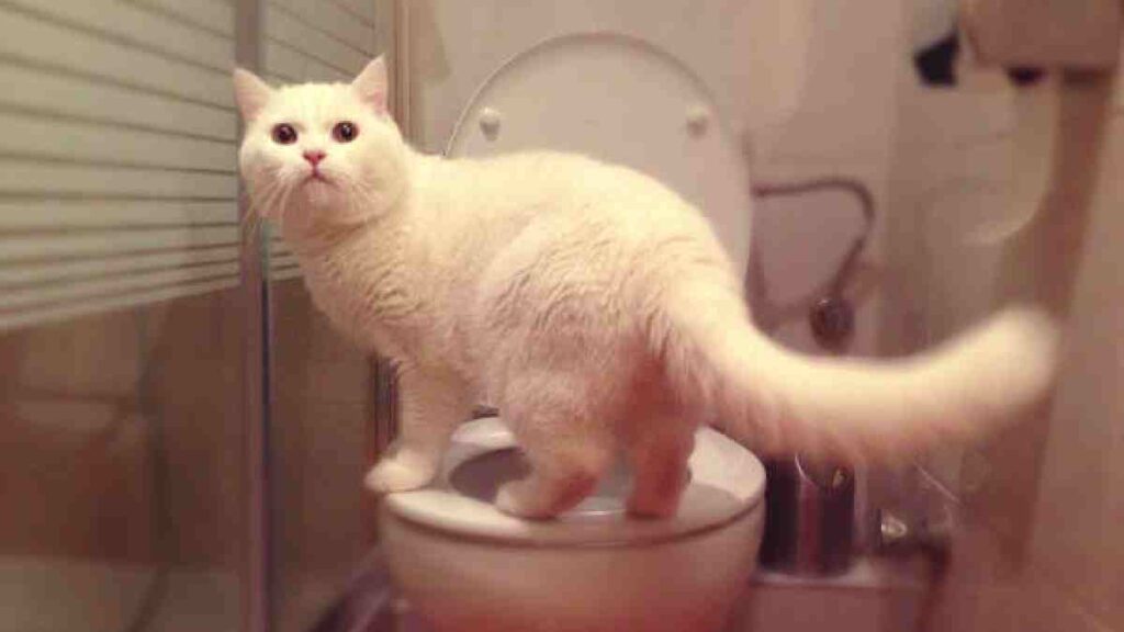 Gato se hace viral al aprender a hacer sus necesidades en el baño