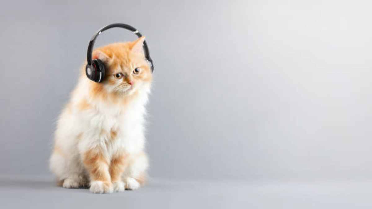 ¿Qué música le gusta a los gatos?