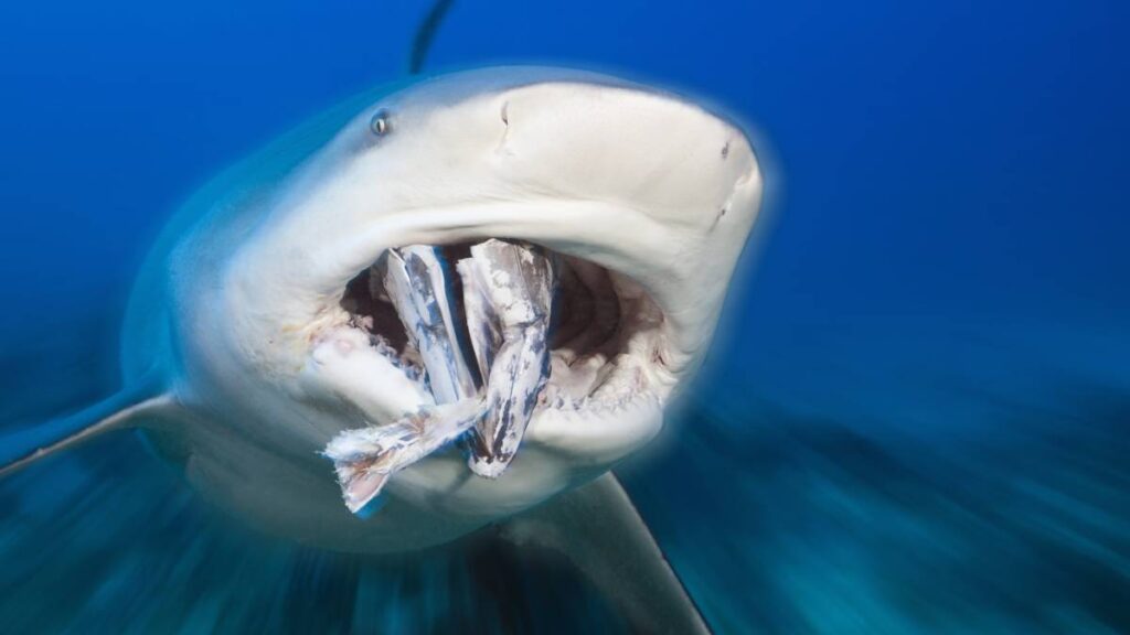 Ataque de tiburón martillo a una mantarraya fue captado en video