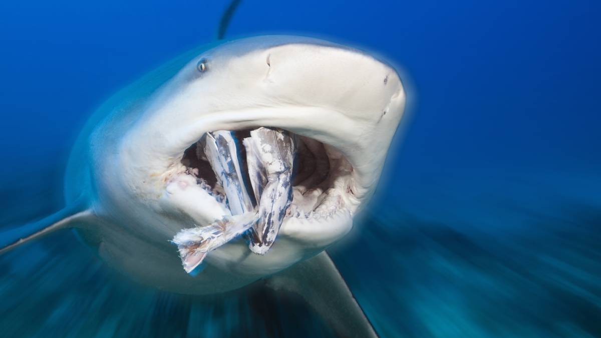 ¡Vaya mordisco! Captan en video ataque de tiburón a mantarraya