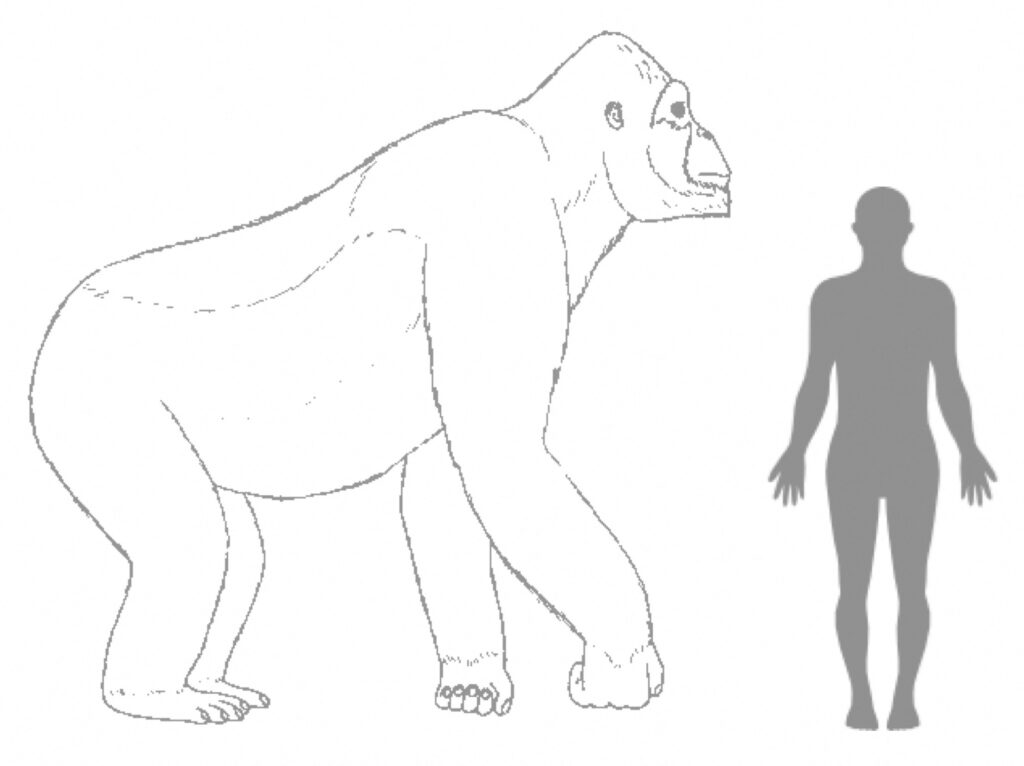 El Gigantopithecus black medía tres metros.