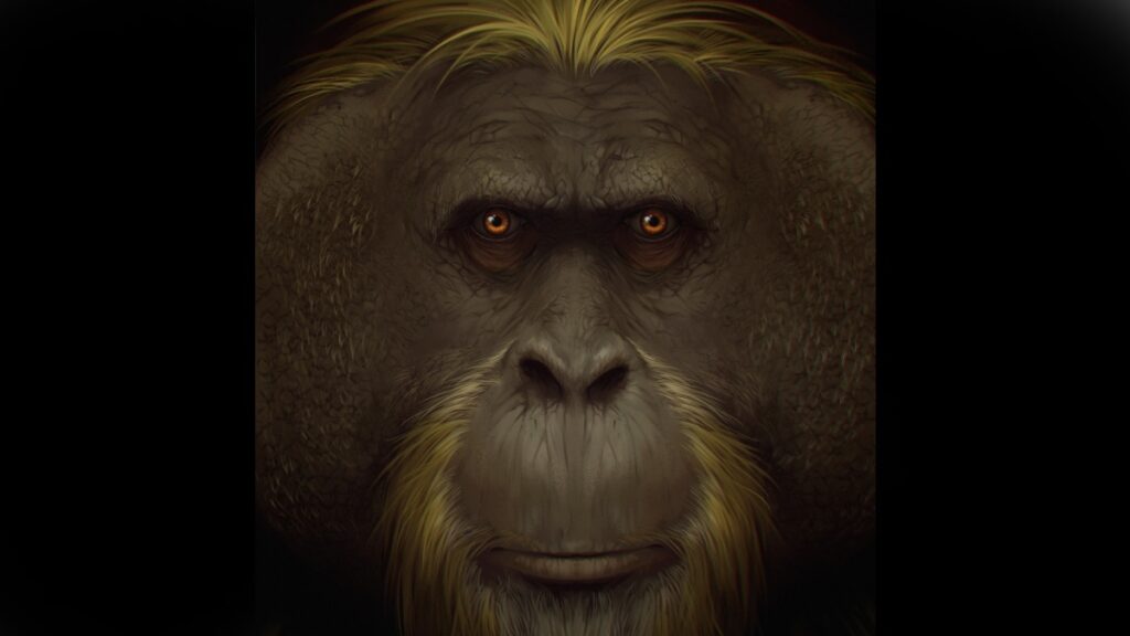 Gigantopithecus Blacki Simio Gigante King Kong