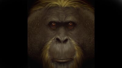 Gigantopithecus Blacki Simio Gigante King Kong