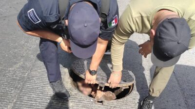 Guadalajara: rescatan a hombre de alcantarilla; llevaba cuatro días atrapado