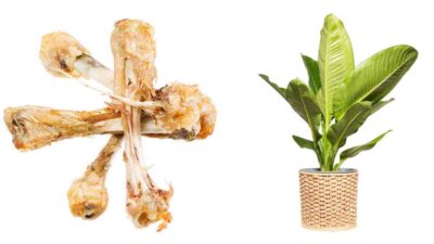 Beneficios de los huesos de pollo en las plantas