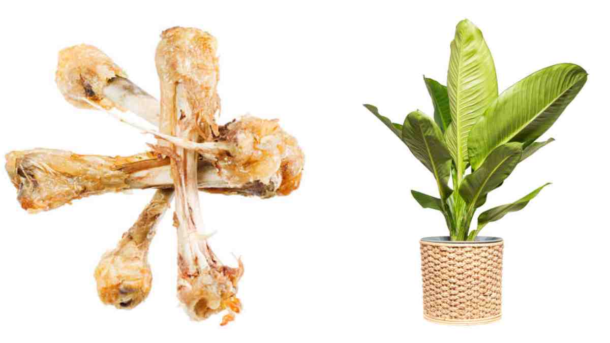Beneficios de los huesos de pollo para tus plantas
