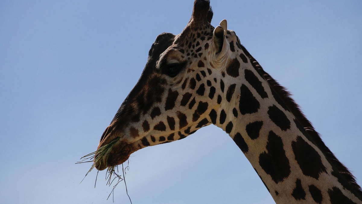 “Lo recibimos con los brazos abiertos”: gobierno de Puebla ofrece apoyo para trasladar a jirafa Benito
