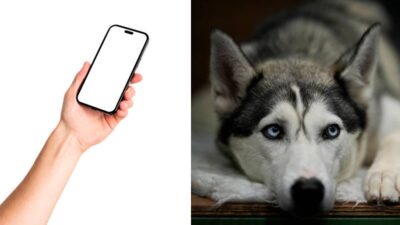 Joven ofrece iPhone como recompensa por su perrito perdido