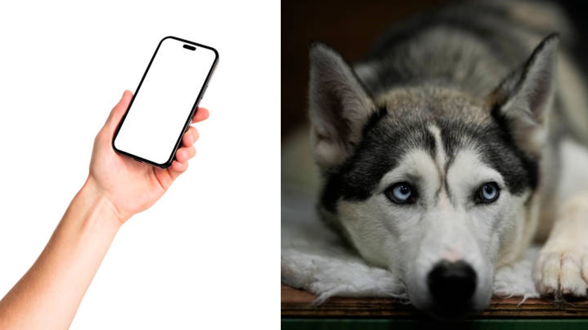 Joven ofrece iPhone como recompensa a quien encuentre a su perrito perdido