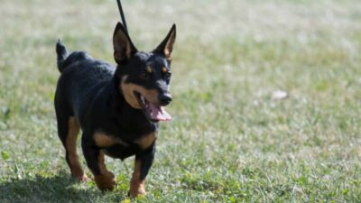 Lancashire Heeler, la nueva raza de perro reconocida por el American Kennel Club