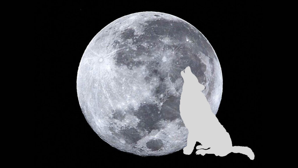 Luna Llena Lobo 2024