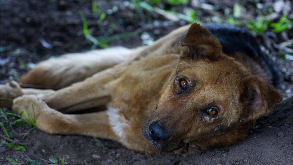 maltrato perros apodaca