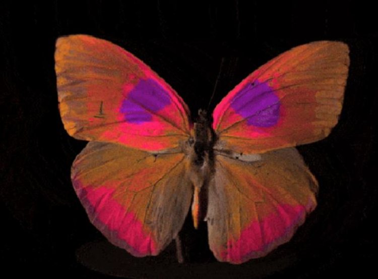 Una mariposa a través de los ojos de un pájaro.