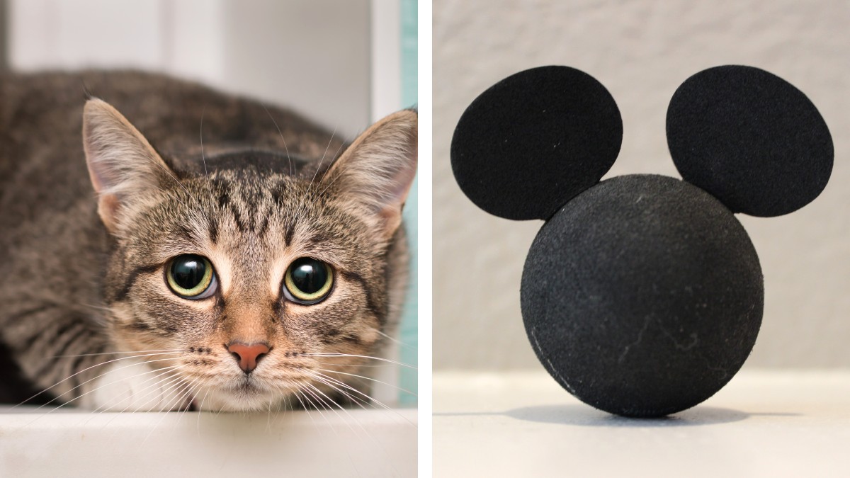 Someten a mascotas a doloroso y absurdo procedimiento para hacerles orejas de “Mickey Mouse”