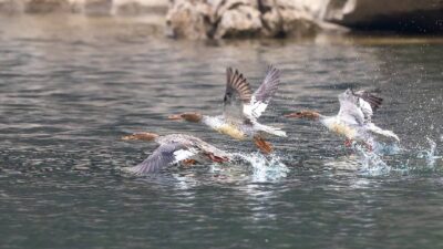 merganser ave en peligro de extinción china