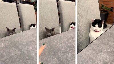 Mujer regaña a sus gatas por robar comida y sus reacciones te mataran de la risa
