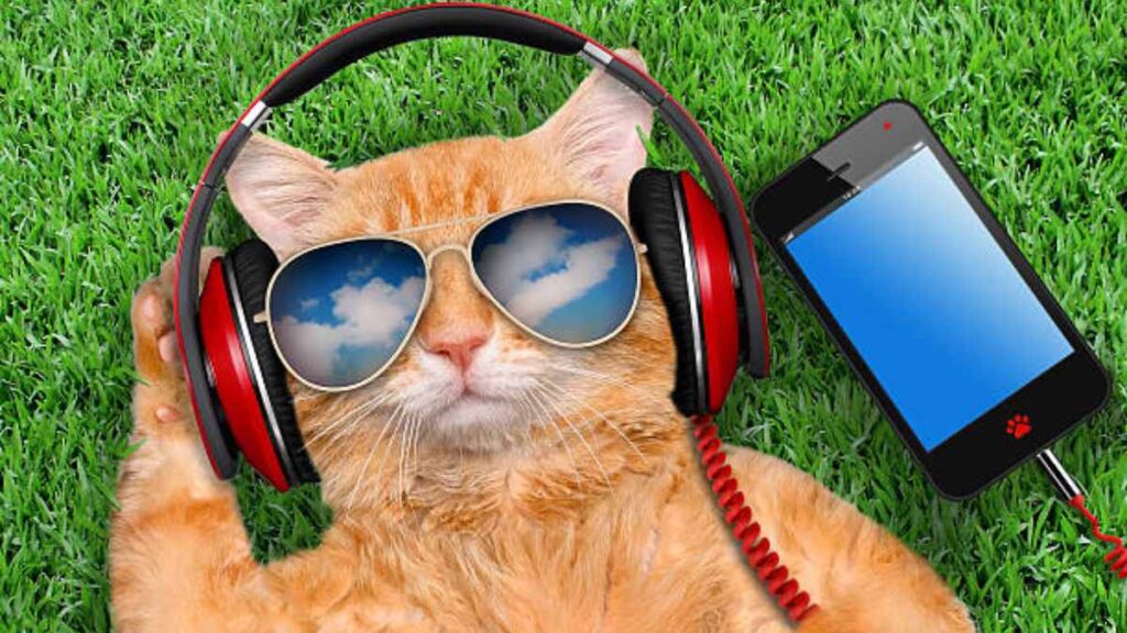 Música para gatos: Conoce los ritmos que tu michi prefiere