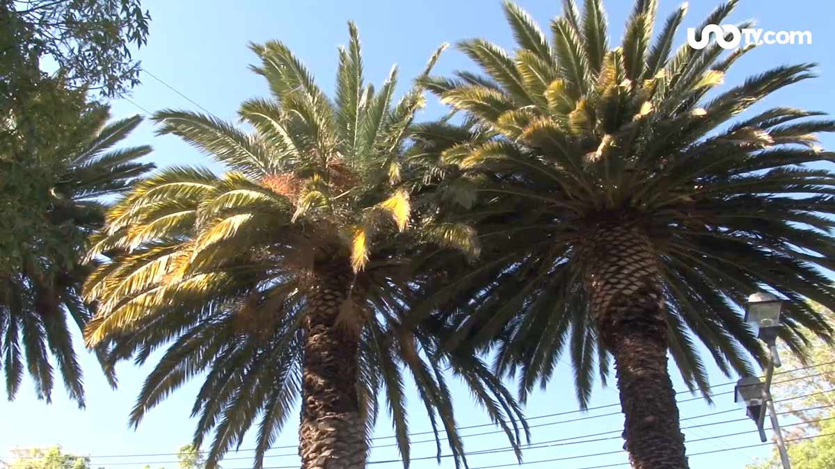 Científicos descubren vacuna contra hongo que seca las palmeras