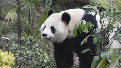 población de pandas en China