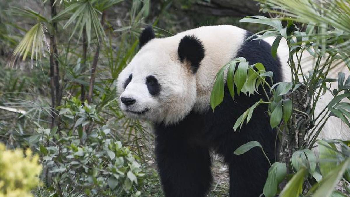 ¡Esperanzador! Población de pandas gigantes salvajes de China se acerca a 1,900