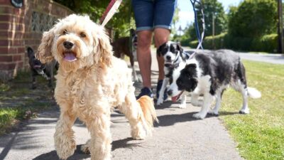 Diputados proponen regular a los paseadores de perros