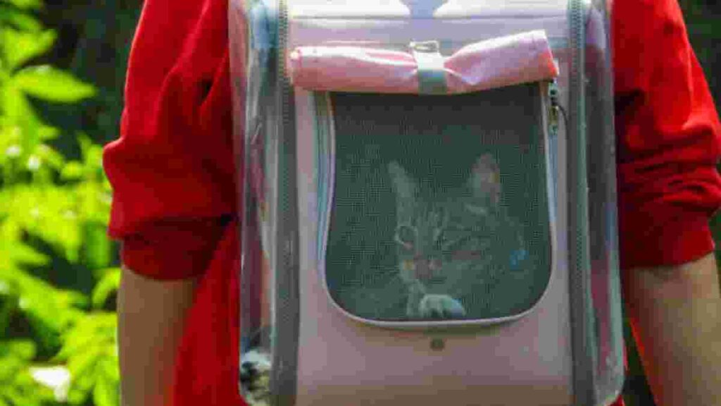 ¿Es bueno pasear a tus gatos en mochilas transportadoras?