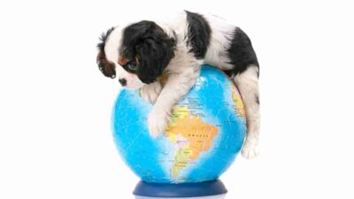Países con más mascotas en el mundo